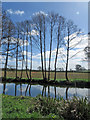 Slim trees by the River Dove, Keldholme