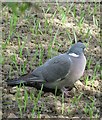 Common Wood Pigeon - Columba palumbus