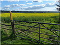 Oil seed rape crop near Mount Pleasant