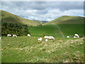NT8610 : Sheep and Lambs by Michael Graham