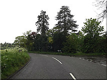 TM4095 : Thurlton Road, Ravingham by Geographer