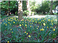 Daffodils and bluebells