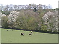 Grazing sheep above White Hawridge Bottom