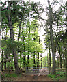 Track in Heath House Wood