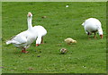 Geese and goslings