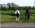 Horses along Cossington Lane