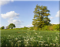 Fields north of Harvey Lane