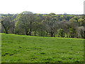 Field near Trethin