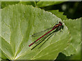 Large Red Damselfly,  Muswell Hill, London N10