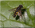 Hoverfly,  Muswell Hill, London N10