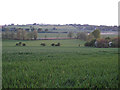 Stour Valley farmland, Bures