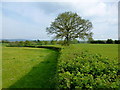 Oak tree in a hedgerow