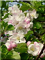 Apple blossom