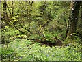 SX6961 : Swampy woodland, Penstave Copse by Derek Harper