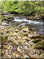 River Avon, Penstave Copse