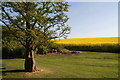 Ornamental tree and  verge opposite College Farm