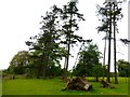 Field footpath approaches stand of trees at Burkham