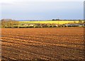 SE9890 : Newly tilled field and oil seed rape near Suffield by Christopher Hall