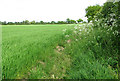 Cereal crop and cow parsley