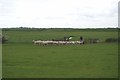 Shepherding on Blue House Farm