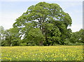 Thornbury Castle field