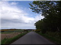 Hillside copse by minor road down to A90