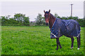 Malvern Hills District : Grassy Field & Horse