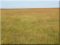 SX6369 : Grassy Moorland on Cater's Beam by Tony Atkin