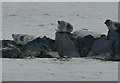 NR4246 : Seals relaxing on rocks by Rob Farrow