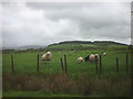 Sheep pasture, Eccles Moss Farm