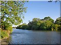 The Thames at Lower Halliford