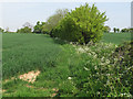 Footpath along arable field boundary, Pentlow