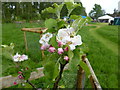 TF0820 : Apple Blossom by Bob Harvey