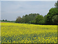 Looking to a wooded boundary on an oilseed rape field, Glemsford