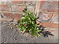 Wall flower on Belstead Road