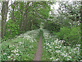 Footpath on the dismantled railway line, Long Melford