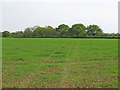 Footpath south from Melford Road, Acton