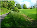 Glimpse of Shalden church from Shalden Lane