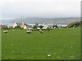 Sheep pasture above Port Ellen/Port Eilein