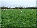 Grazing off Shard Road