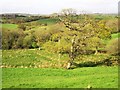 Oak near Aller