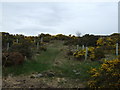 Gorse bank, Rearquhar