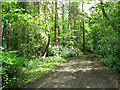 Bridleway past Cawston Hospital