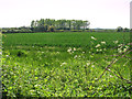 TG0125 : Wheat crop field by Chop Lodge Farm by Evelyn Simak
