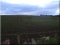 Farmland, Mains of Whitecairns