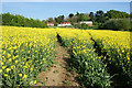 Path through oil seed rape