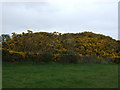 NH7588 : Gorse bank near Wester Lonemore by JThomas