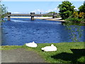 Dozing ducks, Ballycastle