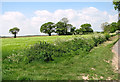 Barley crop field beside Hall Road