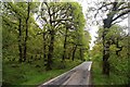 NN0129 : Fresh green oak foliage in Glen Nant by Alan Reid